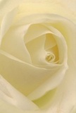 A close-up image draws the viewer into the serene heart of a cream-white rose, its petals unfolding in a gentle spiral that feels almost like a quiet breath. The bloom fills the frame so completely that individual petals appear as soft waves of ivory and pale buttercream, their edges smooth and delicately curved. Light falls softly from one side, creating a play of subtle shadows between each layer, so that the center of the rose appears deep and inviting, like a calm pool of stillness. The texture looks velvety yet slightly matte, as if a fingertip would glide over it and meet the faintest resistance before sinking into plush softness. This single, flawless rose evokes the hush of early morning in Palmers Green, the kind of quiet you might feel walking past the elegant gardens on Green Lanes before the shops open. There is an air of contemplation and respect in the way the petals cradle one another, making it an ideal rose for sympathy tributes, moments of remembrance, or a tender bouquet to mark new beginnings. You can almost imagine a light, clean fragrance hanging in the air-barely sweet, never overpowering-like a comforting presence in a still room. Every curve, highlight, and shadow speaks of careful cultivation and the practiced eye of a florist who understands how a single ivory rose can say everything that words sometimes cannot.